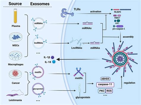 Frontiers Exosomes Regulate Nlrp3 Inflammasome In Diseases
