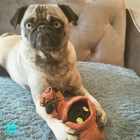 Ozzy The Mean Mug Pug On Instagram “excuse Me Can I Have Some