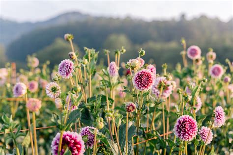 We specialize in send flowers delivery to asheville north carolina usa and we know the importance of your flowers arrival in perfect condition and within reasonable time frame. gmg-flourish-flower-farm-asheville-nc-1009851 - Julia ...