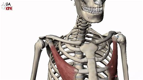 Musculos Axioapendiculares Anteriores