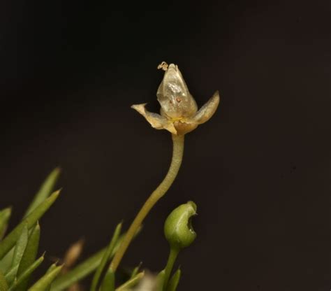 Sagina Procumbens Subsp Procumbens Plants Of The World Online Kew