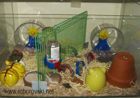Roborovski Hamster Cage Gurtyer