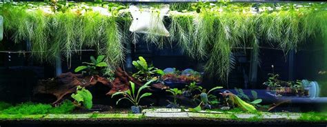 Aquariums look more appealing when a few plants are added there. what-the-fiish: " cetaphil: " Plants are far more ...
