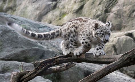 Snow Leopard Cub Debuts At Bronx Zoo Bronx Times