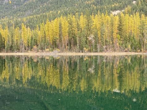 Western Larch From Yankee Lake East Kootenay Bc Ca On October 17