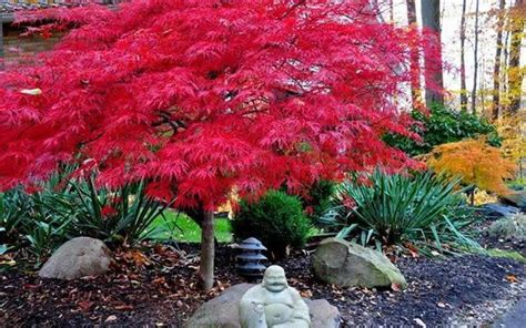 Red Dragon Japanese Laceleaf Weeping Maple Trees For Sale In Puyallup
