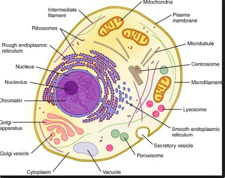 It's time to label the cell yourself! What are the parts of the human cell and its functions ...