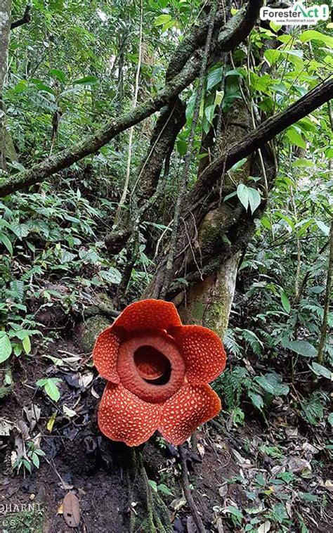 Rafflesia Arnoldii Si Endemik Khas Sumatera