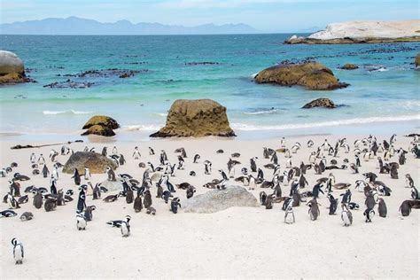 Visiting Boulders Penguin Colony Cape Town Atlas And Boots