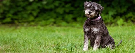 miniature schnauzer dog breed facts  information wag dog walking