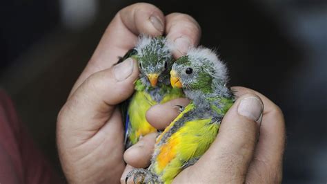 Last Ditch Bid To Save Orange Bellied Parrots The Mercury