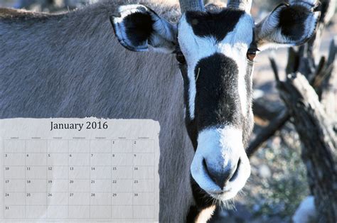 January 2016 Calendar On An Oryx Free Stock Photo Public Domain Pictures