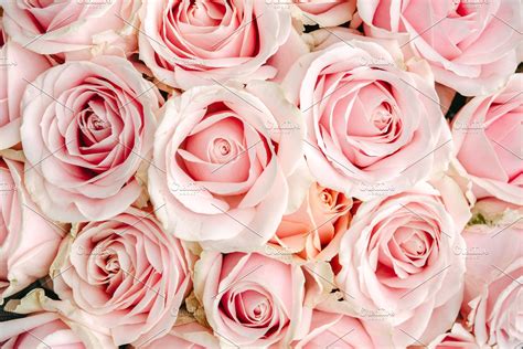 Free Download 41 Pink Roses Backgrounds On 1820x1214 For Your Desktop Mobile And Tablet
