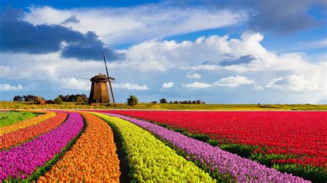 Wallpaper Nature Landscape Windmill Clouds Sky Red Flowers