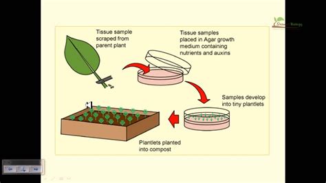 Plant Tissue Culture Basics Youtube