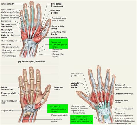 Anatomia Da Mão Tendões Modisedu