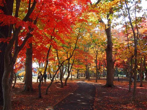 A Fall Foliage Viewing Spot In Hokkaido Breathtakingly Beautiful