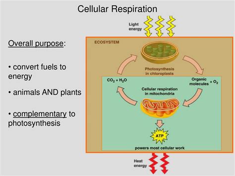 Cellular respiration is the process responsible for converting chemical energy, and the reactants/products involved in cellular respiration are oxygen, glucose (sugar), carbon dioxide, and water. PPT - Lecture 6 Outline (Ch. 9) PowerPoint Presentation ...