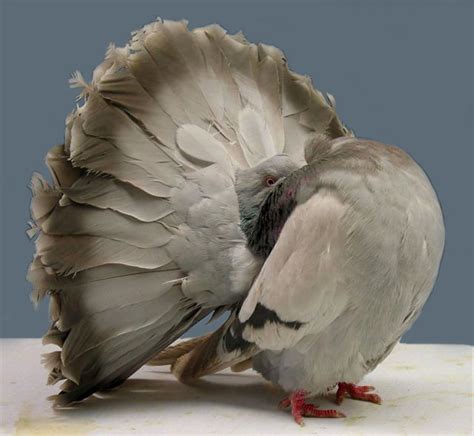 Beautiful Usa And Uk Fancy Pigeons Lakky Pigeons Kabootar ~ Kabootar