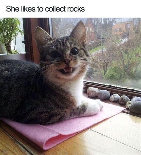 Animal Memes 40 Pics Funnyfoto