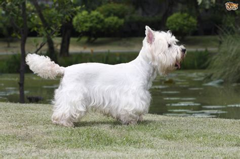 West Highland Terrier Dog Breed | Facts, Highlights & Buying Advice ...