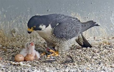 Video Peregrine Falcon Chicks Hatch In Financial District Nest