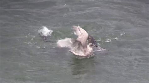 Seal Attacked By Seagull Youtube