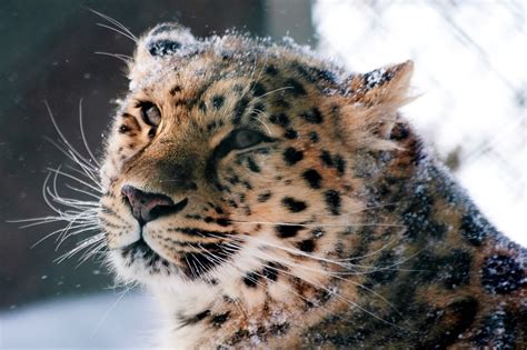 Wallpaper Id 1794299 Cat Amur Leopard Animal Themes Winter