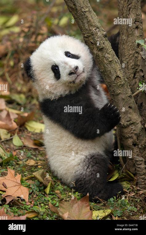 Giant Panda Ailuropoda Melanoleuca Chengdu China Endangered Species