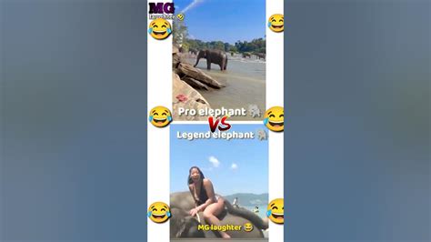 Elephant 🐘elephant Comedy😂😂😂 Elephant Dance😜 Shorts Youtubeshorts