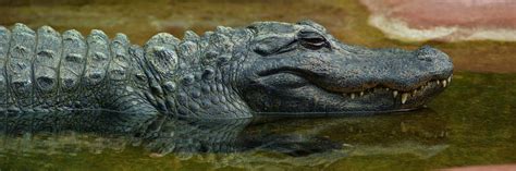 Crocodilia Blaine Peluso Miller Photography