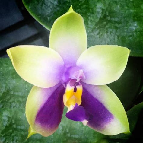 Phal Bellina F Coerulea Finca Drácula