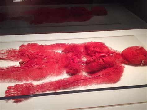 Blood Vessels Of The Human Body Faculty Of Medicine