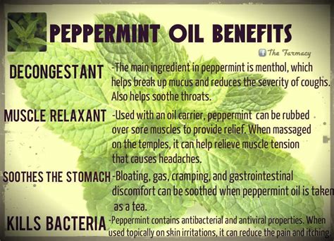 So go on, enjoy the benefits of peppermint oil for hair and watch your hair grow strong and shiny right before your eyes! The Benefits of Peppermint Oil