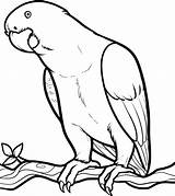 Parrot Coloring Printable Cute sketch template