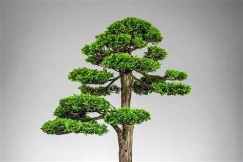 A Comprehensive Hinoki Cypress Bonsai Care Guide Gardenia Organic