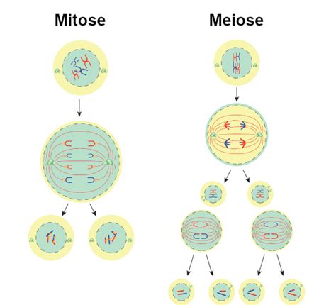 Mitose O Que é Ciclo Fases Mitose X Meiose Prepara Enem