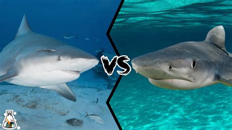 Bull Shark Vs Tiger Shark What If They Would Fight Youtube