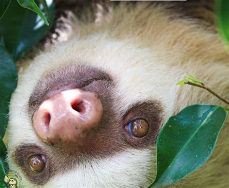 Why Are Sloths So Slow The Sloth Institute