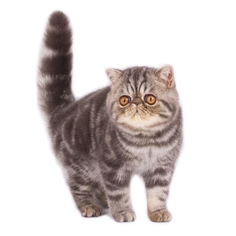 Exotic Shorthair Cats Cat Breeds
