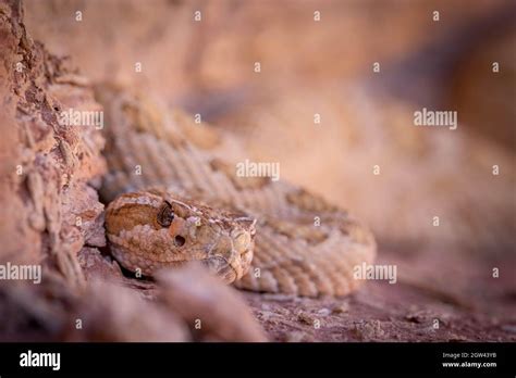 Grand Canyon Rattlesnake Marble Canyon Coconino County Arizona Usa