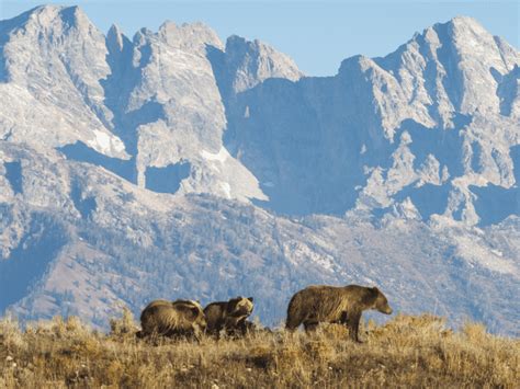 Wildearth Guardians Response To The Grizzly Bear Review And Resource