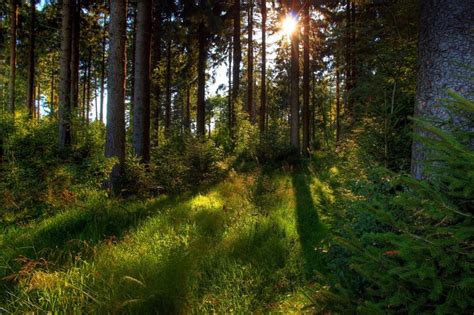 Forests Germany Rays Of Light Hd Wallpaper Rare Gallery