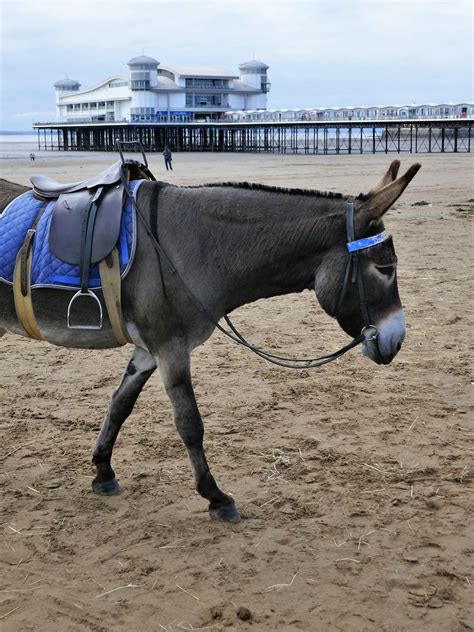 Beach Donkey Rides Weston Super Mare Somerset Jacquemart Flickr