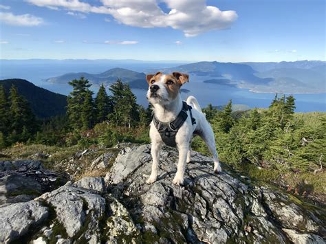 See reviews and photos of mountains in north vancouver, british columbia on tripadvisor. My JRT Indy on Seymour Mountain, North Vancouver, BC ...