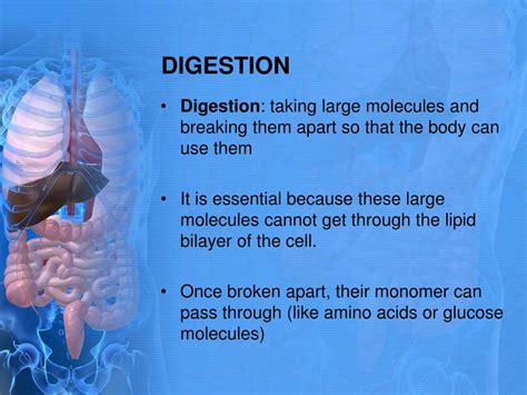 Ppt Digestion Powerpoint Presentation Free Download Id6876157