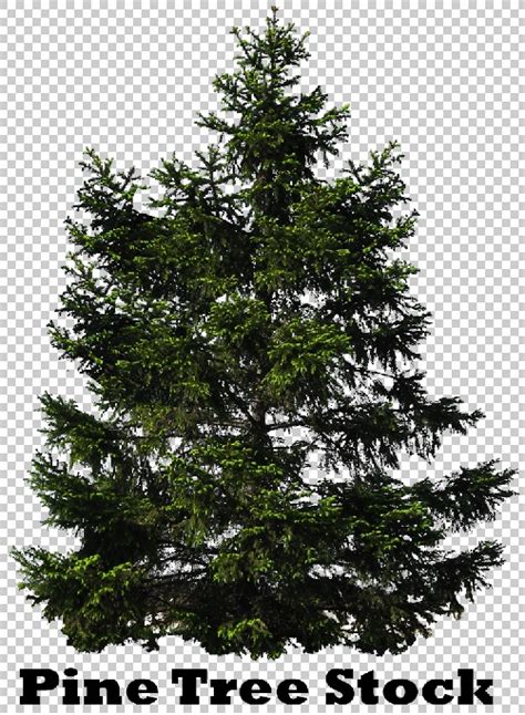 It's recommended that you use a pencil for at least the first four steps of this tutorial and draw fairly light lines. 12 Pine Tree PSD Images - PSD Trees Plants, Pine Tree ...