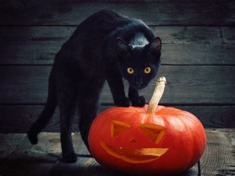 Halloween Myths No Razors Or Poison In Candy Black Cats