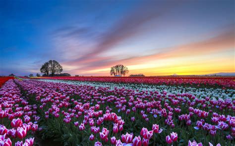 Support us by sharing the content, upvoting wallpapers on the page or sending your own background pictures. Flower Fields Wallpapers Images Photos Pictures Backgrounds