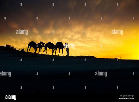 Camel In The Desert During Sunset In Qatar Stock Photo Alamy
